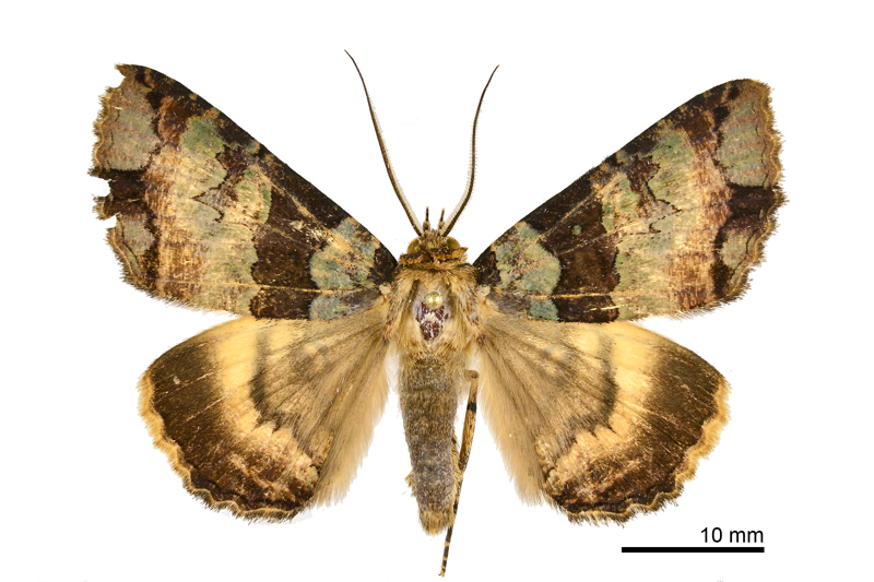 Hypersypnoides moltrechti Male